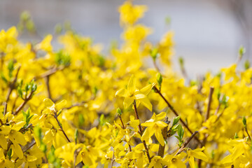 Yellow forsythia signals the beginning of spring. - Forsythia koreana