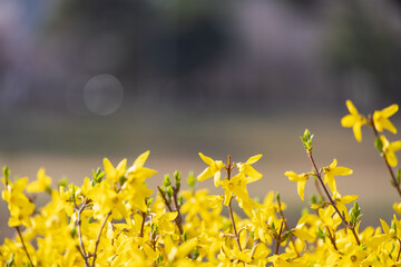 Yellow forsythia signals the beginning of spring. - Forsythia koreana