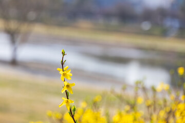 Yellow forsythia signals the beginning of spring. - Forsythia koreana