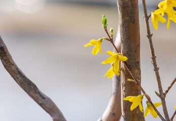 Yellow forsythia signals the beginning of spring. - Forsythia koreana