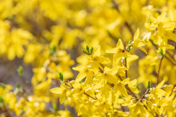 Yellow forsythia signals the beginning of spring. - Forsythia koreana