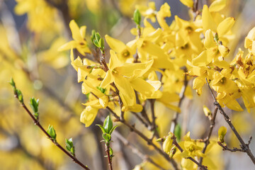 Yellow forsythia signals the beginning of spring. - Forsythia koreana