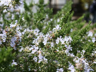 ローズマリーの花