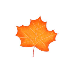 DalfGreen_Maple