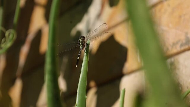 A dragonfly on the shoots of an aloe vera stalk