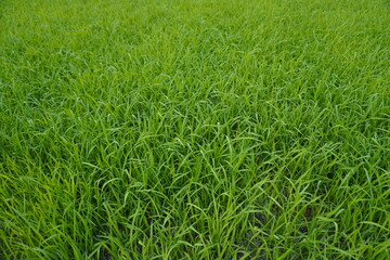 Rice seedlings, the beginning of rice seedlings or a rice plant
