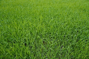 Rice seedlings, the beginning of rice seedlings or a rice plant