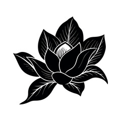 lily flower isolated on white background