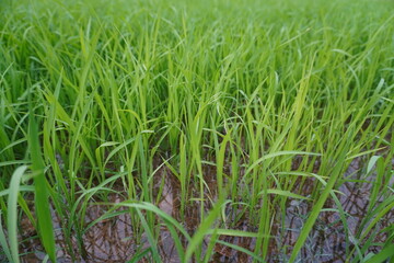 Rice seedlings, the beginning of rice seedlings or a rice plant