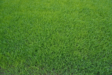Rice seedlings, the beginning of rice seedlings or a rice plant