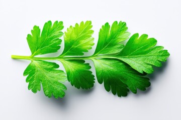 Vibrant Parsley Sprig: A Close-Up of Fresh Green Leaves