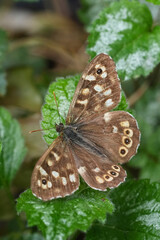 Vertical closeup on a Speckled wood butterfly, Pararge ageria