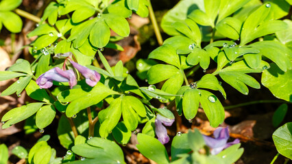 Close-up of dew-covered green leaves and blooming purple wildflowers in a natural forest setting during early morning sunlight.