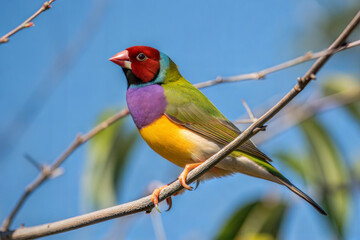 Fototapeta premium Vibrant Gouldian Finch Perched on Branch – Colorful Exotic Bird.