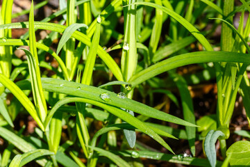 Close-up view of lush green grass blades covered in sparkling dew drops on a sunny spring morning in the garden.