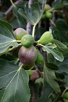 Close up of ripening figs on a fruit tree 