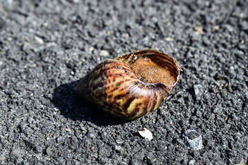Photo of snail produce foam to protect themselves. Snail on the asphalt or road or street. Close up view.