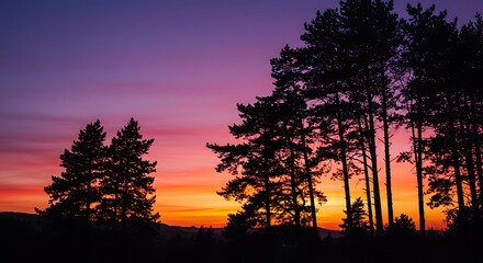 Obraz premium Silhouetted Pine Trees at Sunset: A Vibrant, Serene Landscape