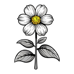 Elegant White Flower with Gray Leaves Botanical Illustration