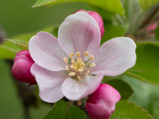 Apple flower