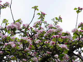 apple blossoms apple tree flowers in bloom with sky