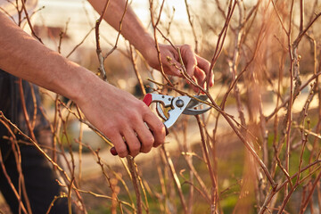 Male gardener with pruning shears working in a blueberries organic farm.