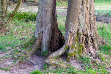 two trees growing very close together, whose trunks and roots seem to intertwine at the base. The setting is a green, forest clearing with grassy ground