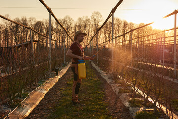 Farmer using pesticide, insecticide and herbicide sprayer sprinkler in an blueberries farm outdoors in springtime, before blooming.