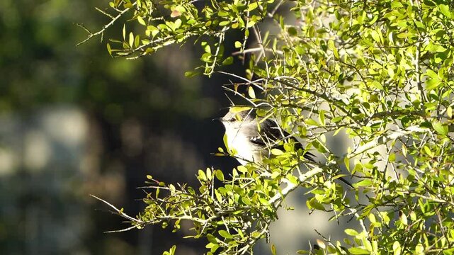 Calm Mockingbird Perched - Bush Setting, Natural Audio