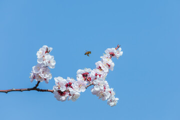 A honeybee hovers among fully bloomed pink cherry blossoms on a sunny spring day.
