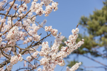 Full bloomed pink cherry blossoms. Sunny spring weather.
