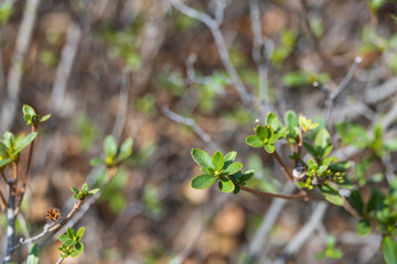Korean azalea sprouts basking in the warm sunlight. Rhododendron mucronulatum