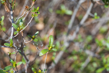 Korean azalea sprouts basking in the warm sunlight. Rhododendron mucronulatum