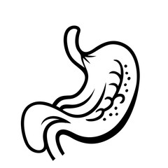 hand-drawn sketch human stomach illustration