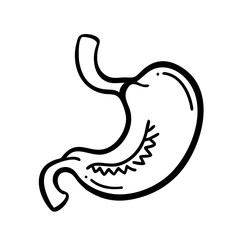 hand-drawn sketch human stomach illustration