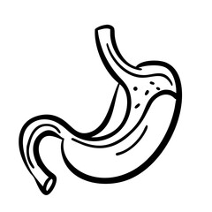 hand-drawn sketch human stomach illustration