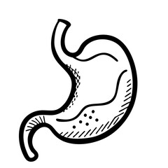 hand-drawn sketch human stomach illustration