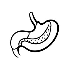 hand-drawn sketch human stomach illustration