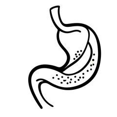 hand-drawn sketch human stomach illustration