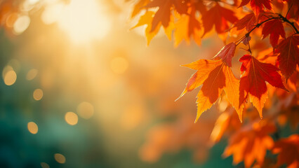 Fototapeta premium Close-Up of Vibrant Autumn Leaves Bathed in Soft Golden Light against a Dreamy Background for Nature and Seasonal Themes