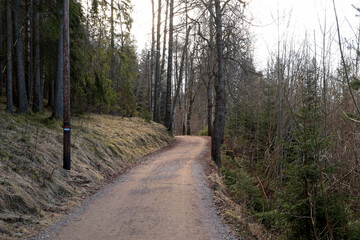 Fototapeta premium Forest