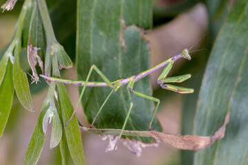 Archimantis latistyla - stick mantis in natural habitat
