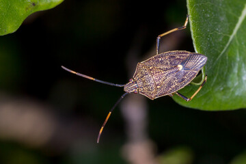 Obraz premium Brown Shield Bug - Poecilometis strigatus - Australian Insect in the Wild