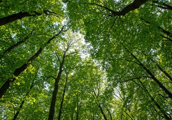 An immersive woodland scene unfolds with a view looking up through a dense forest canopy of lush green leaves and tall dark tree trunks with filtered sunlight