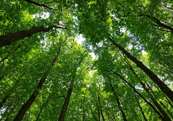 Obraz premium With lush green leaves and tall dark tree trunks allowing filtered sunlight through, a view looking up captures an immersive woodland scene