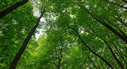 Fototapeta premium Revealing lush green leaves and tall dark tree trunks with filtered sunlight in an immersive woodland scene is a view looking up through a dense forest canopy