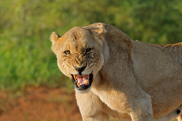 Naklejka premium Portrait of an aggressive lioness (Panthera leo) in natural habitat, Madikwe game reserve, South Africa.
