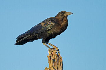 A Cape crow (Corvus capensis) perched on a branch against a clear blue sky, South Africa.