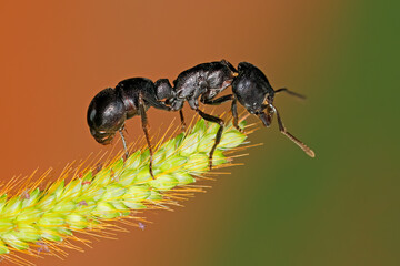 A large black African ant sitting on a plant, South Africa.