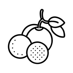 longan line drawn vector art - illustration longan isolated transparent background